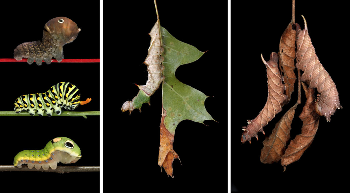 Caterpillars the Whole Story Caterpillars, Connections, and Why