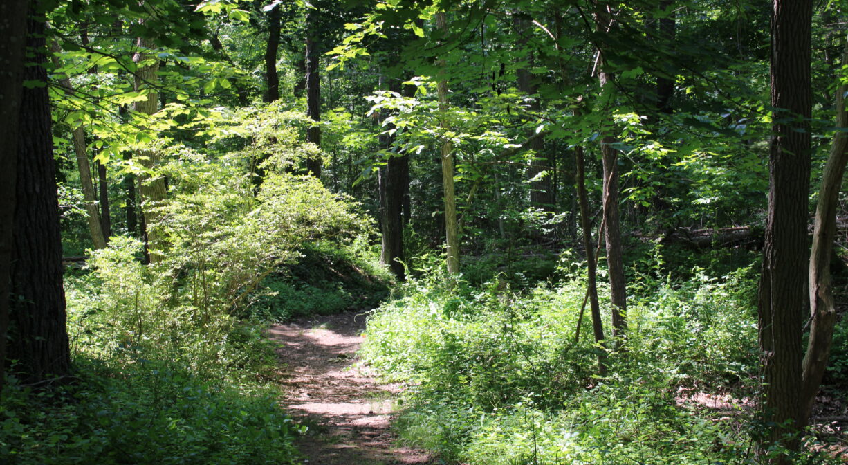 A photograph of a trail through a sunny green woodland.