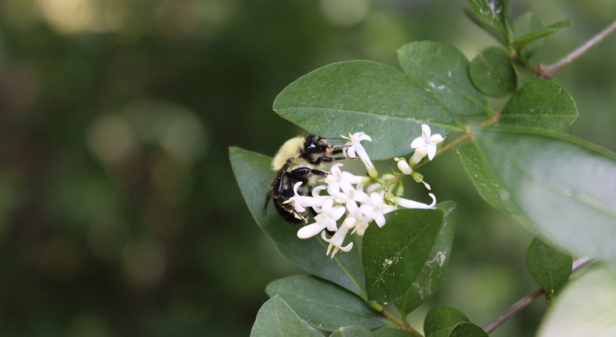 A photograph of a bee on a flowering shrub.