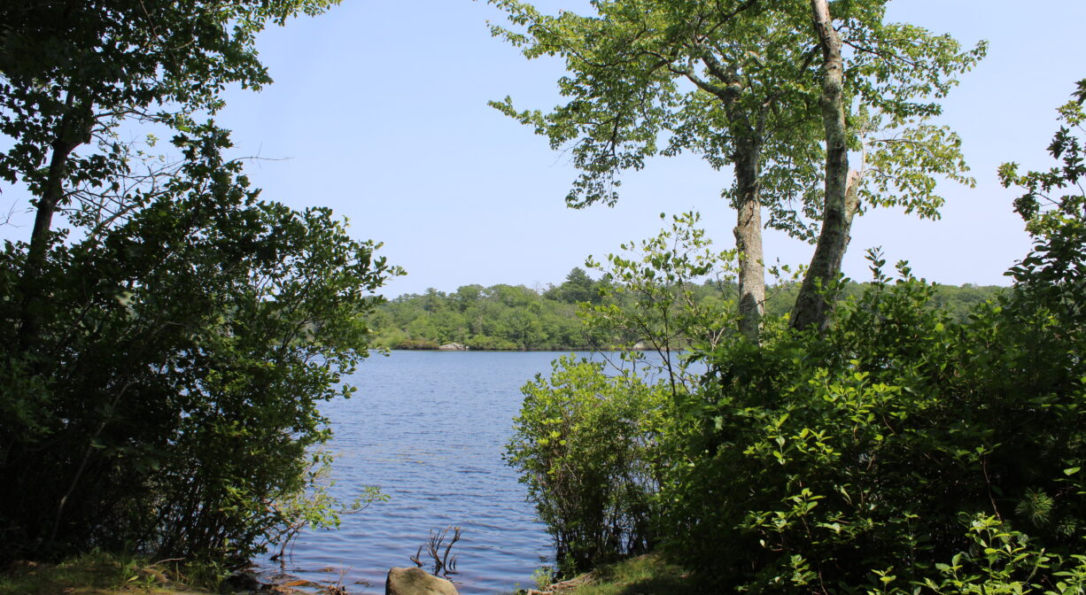 A photograph of a pond viewed from a clearing on its shoreline, with green trees.
