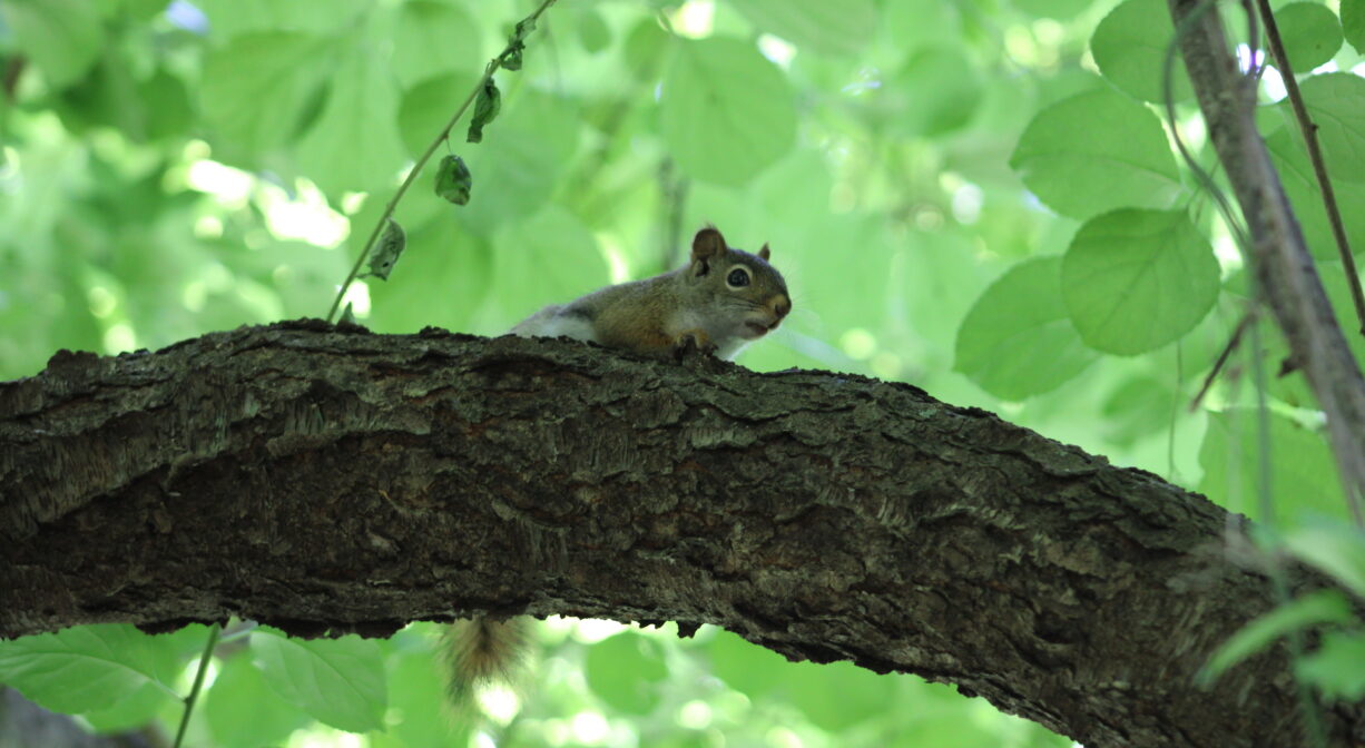 A photograph of a squirrel or chipmunk on a tree branch in a green forest.