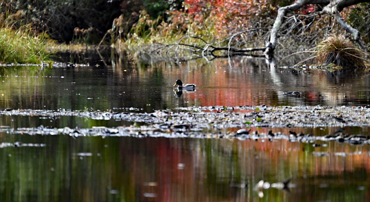 A photograph of a duck on a pond with colorful foliage in the background.