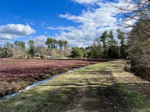 A photograph of a grassy trail beside a cranberry bog.