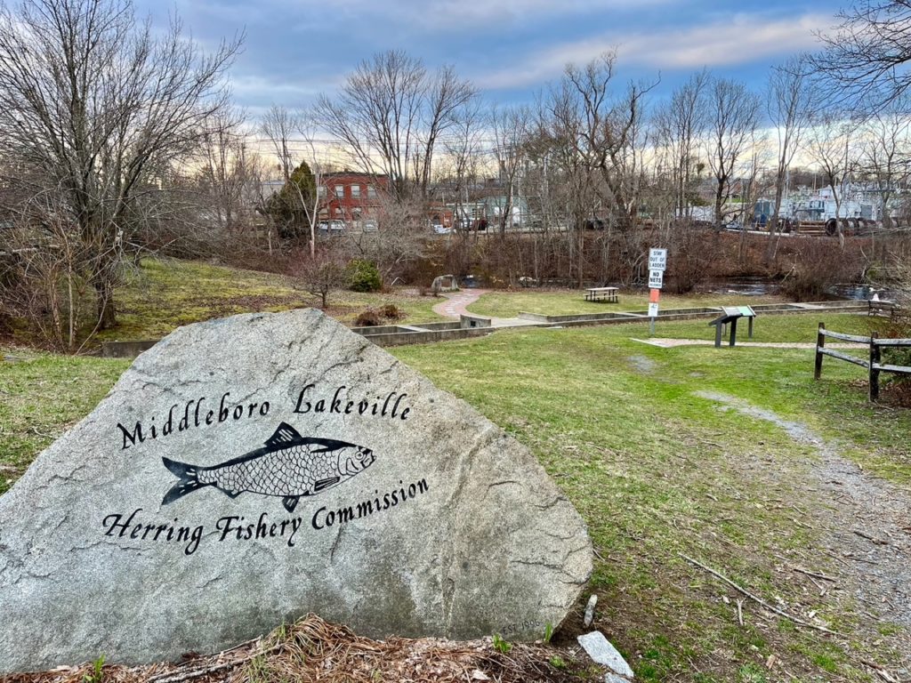 The Herring Are Running! 11 Places To See Them Each Spring North and South Rivers Watershed