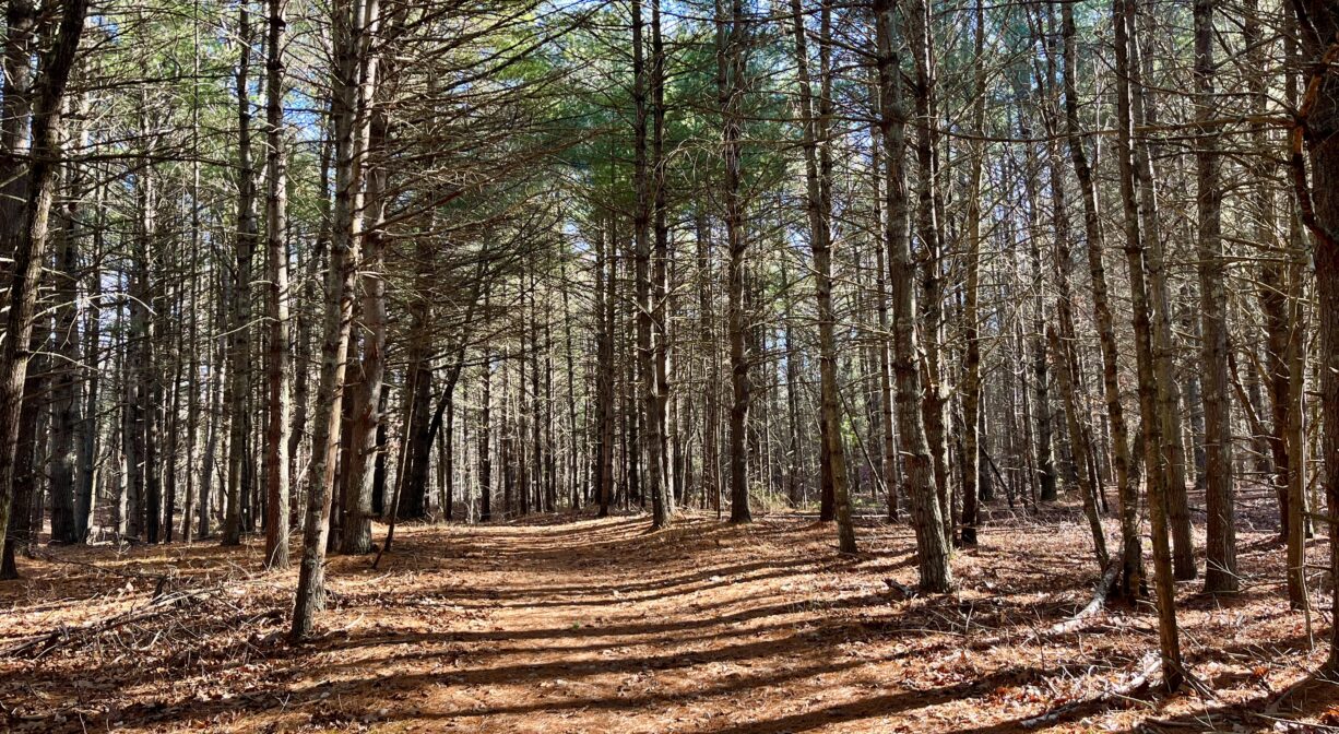A photograph of a wide trail through a sunny pine forest.