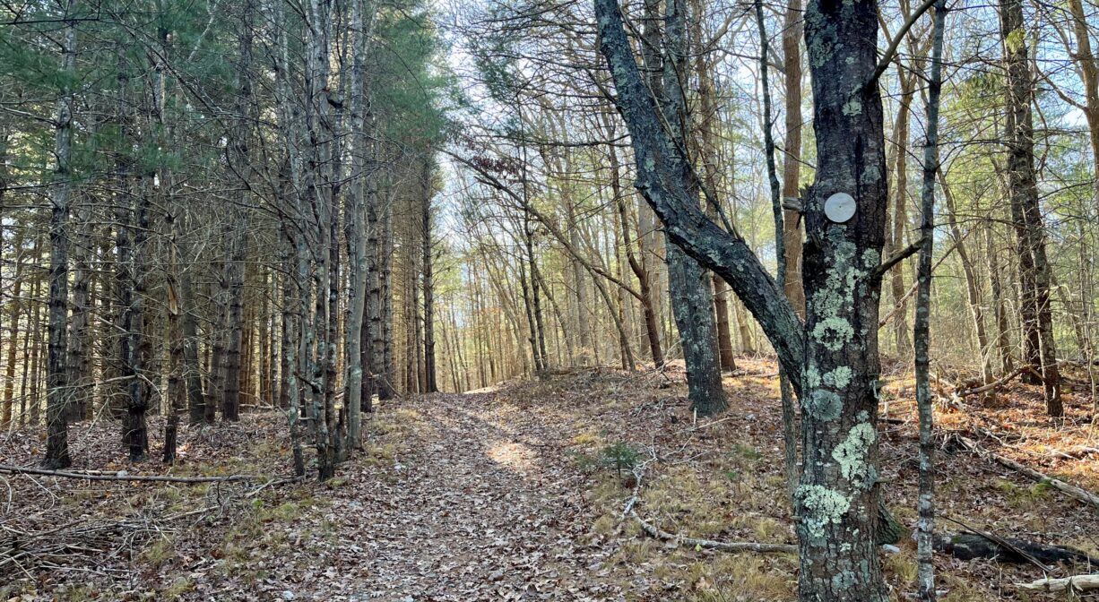 A photograph of a forest trail with autumn leaves on the ground.