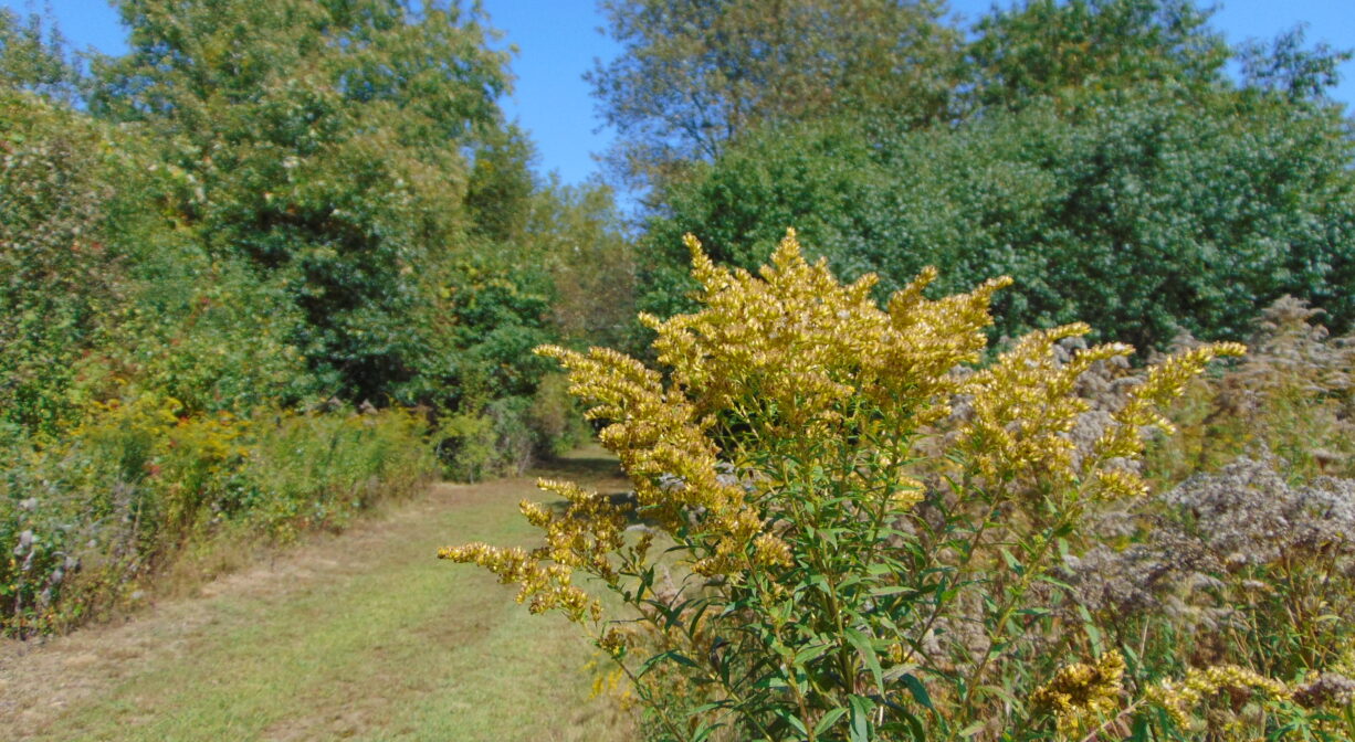 A photograph of a grassy trail through a meadow.