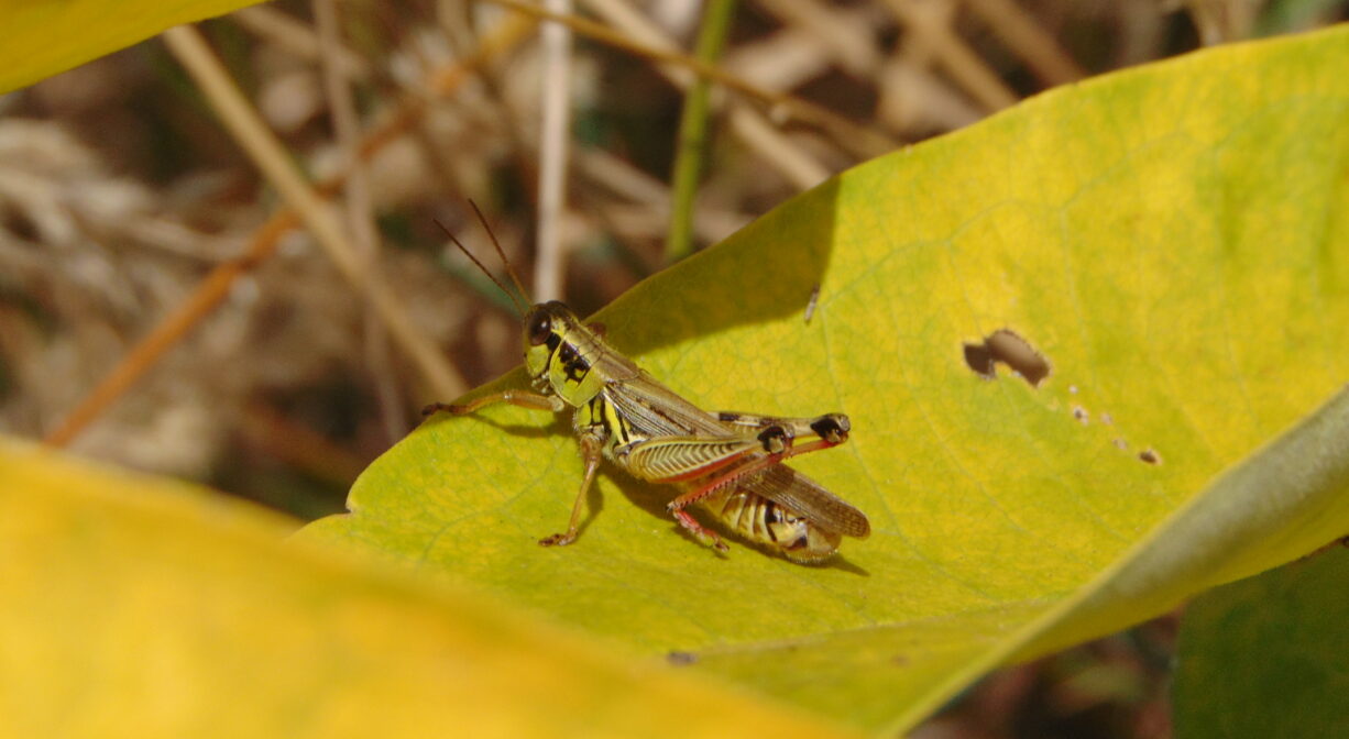 A photograph of a praying mantis on a yellow leaf.