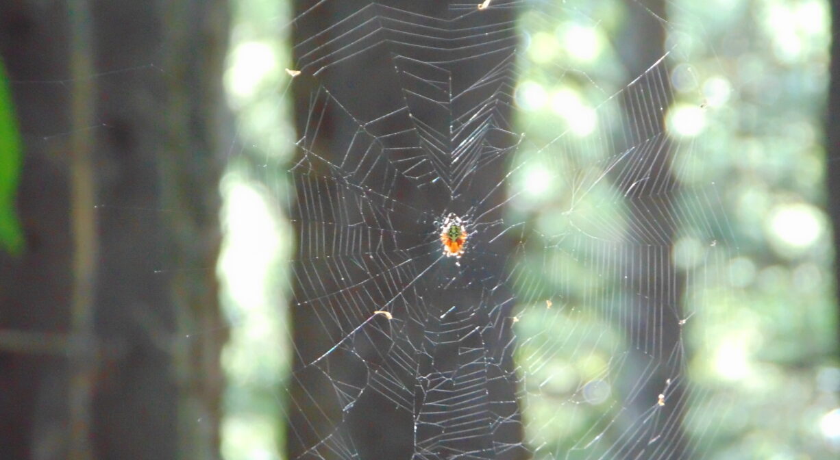 A photograph of a sider web in a forest.
