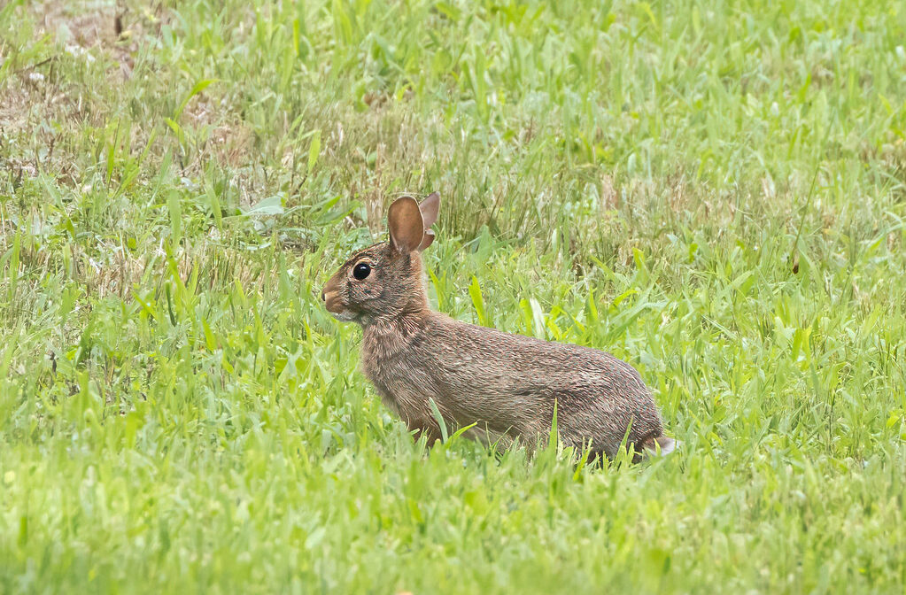 A photograph of a rabbit in a meadow.