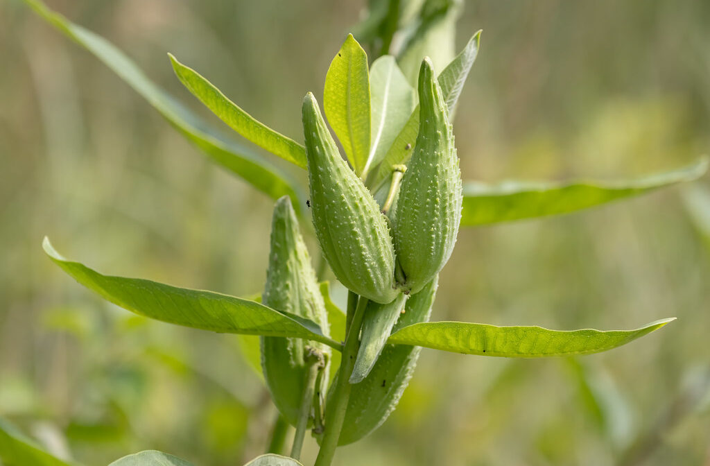 A photograph of milkweed pods in a meadow.