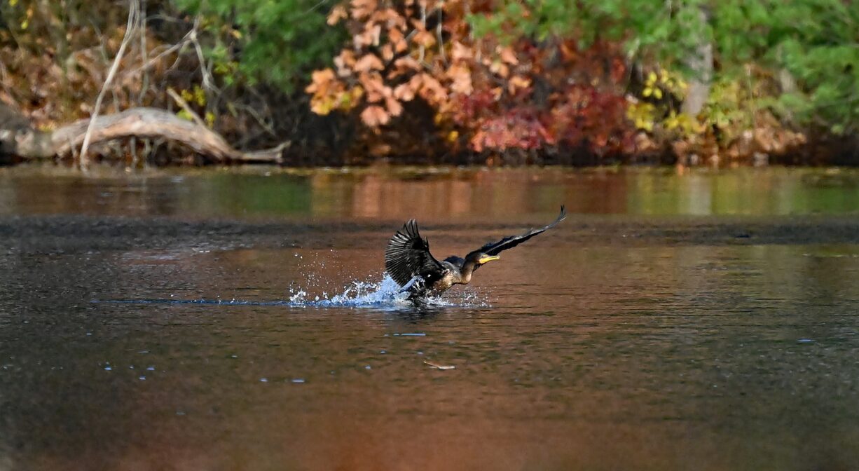 A photograph of a bird lifting off from a pond.