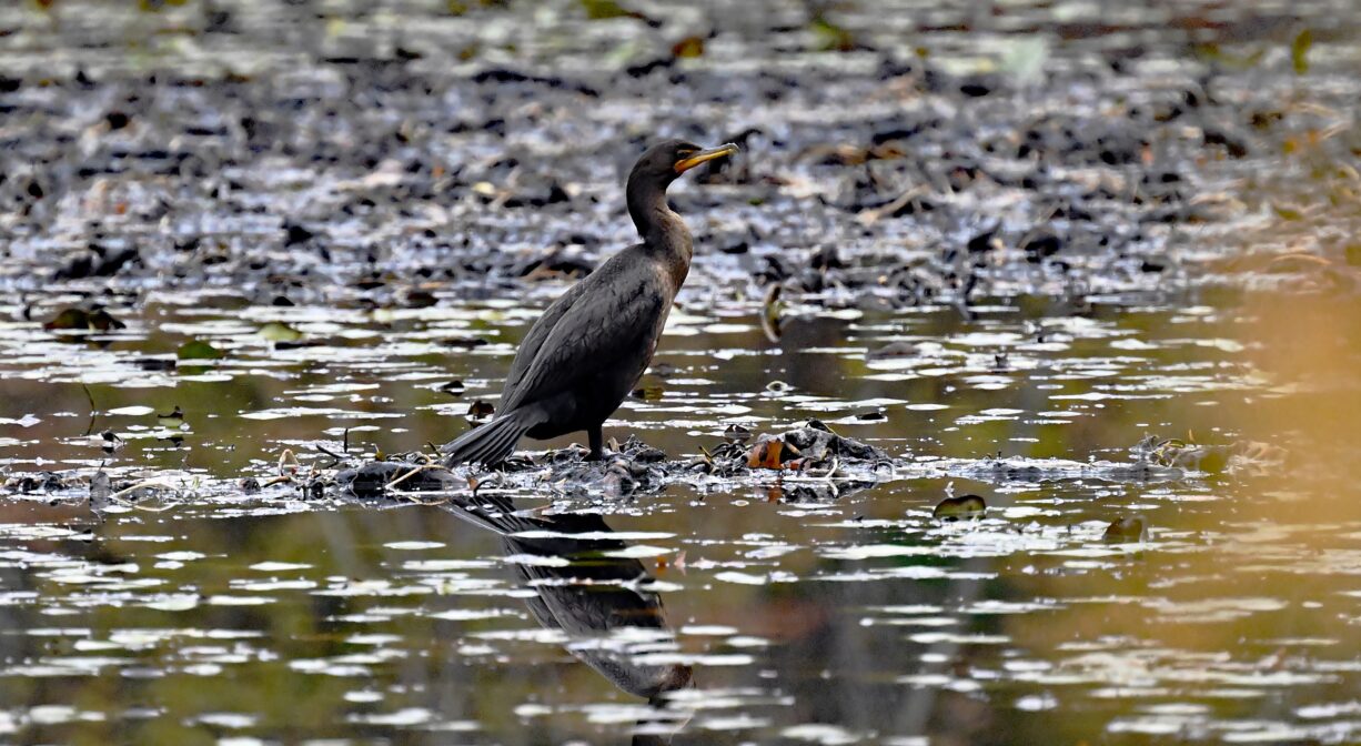 A photograph of a bird on a pond.