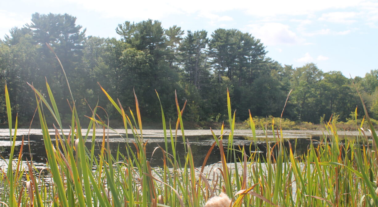 A photograph of a pond with tall grass in the foreground.