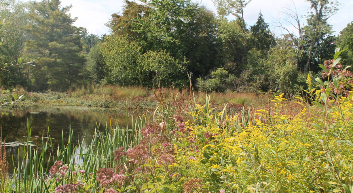 A photograph of a pond with colorful vegetation to one side.