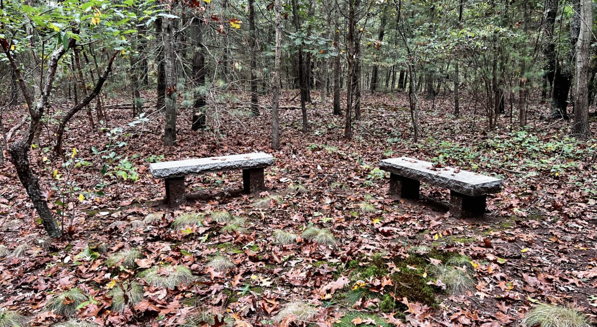 A photograph of two benches in a forest.