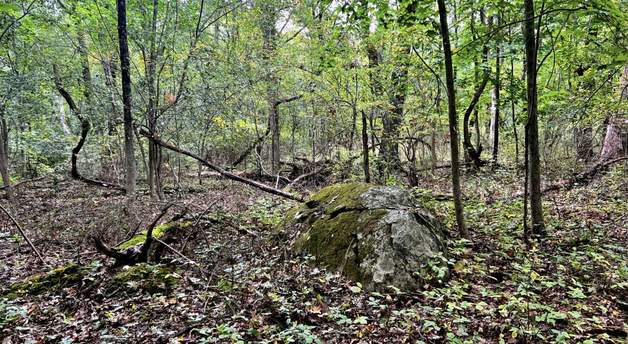 A photograph of a mossy glacial erratic boulder in a woodland.