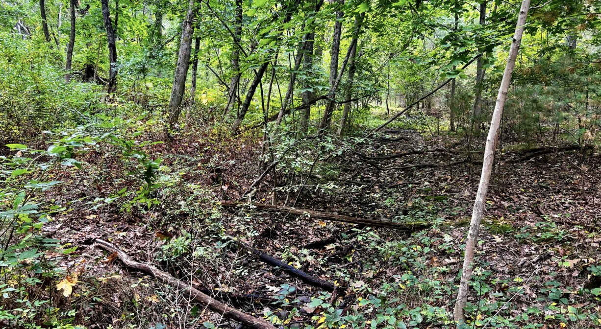 A photograph of an overgrown forest trail.