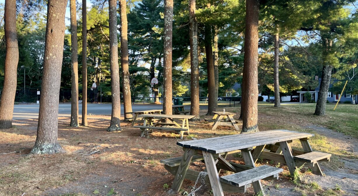 A photograph of a several picnic tables beneath tall pine trees.