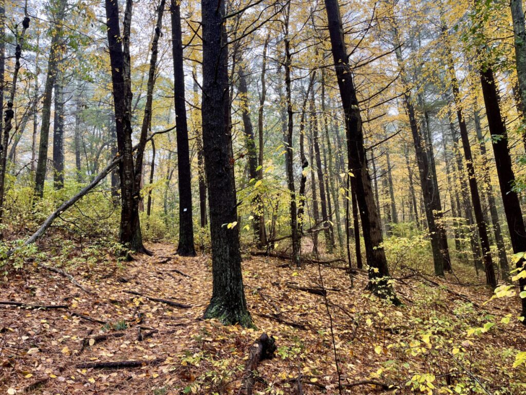 A photograph of a trail through a colorful woodland.