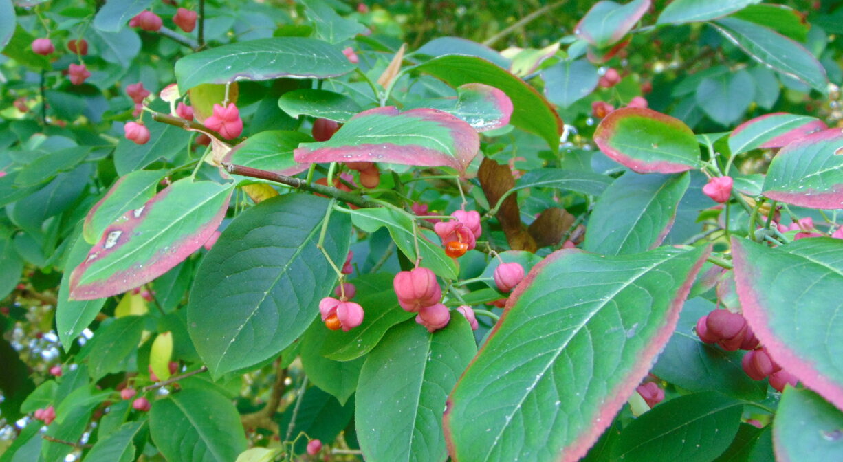 A photograph of a green and red shrub with red berries or flowers.
