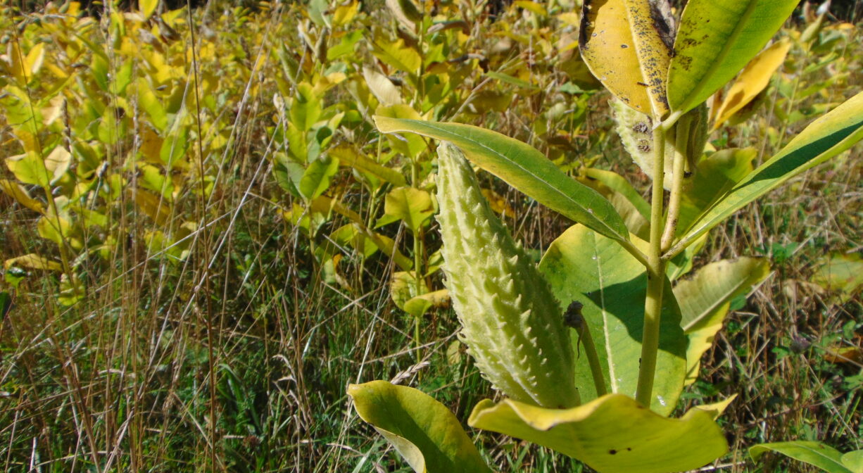 A photograph of a milkweed pod in the field