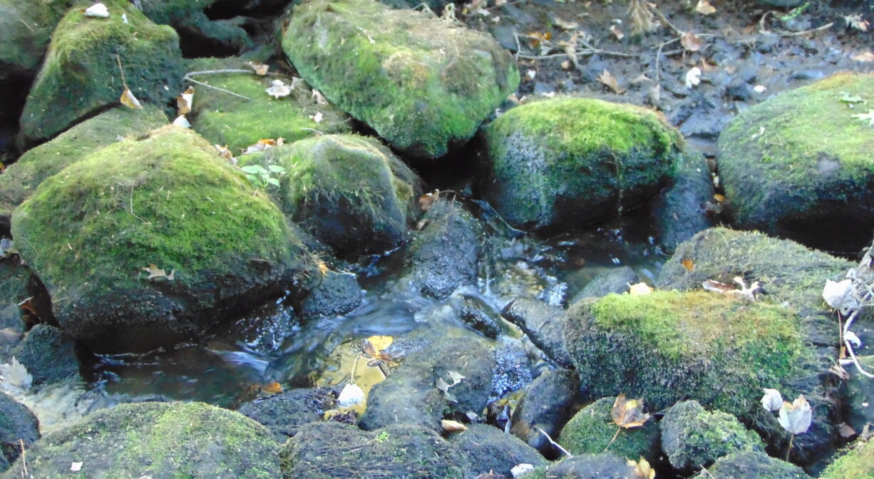 A photograph of a stream with mossy rocks.
