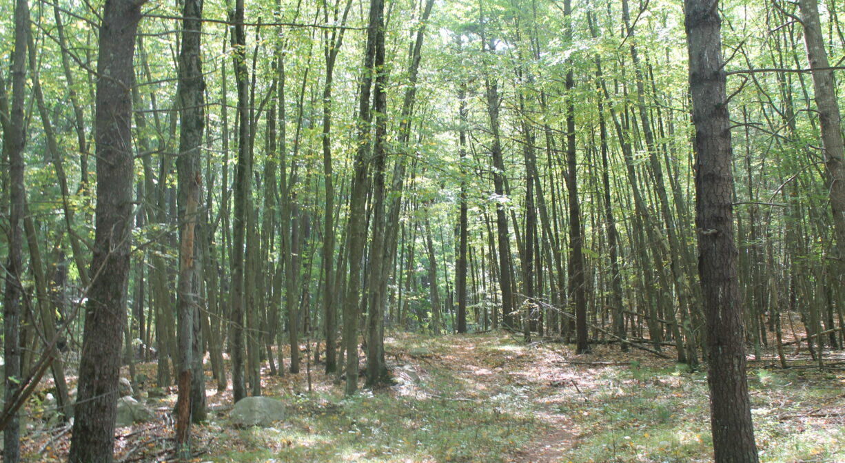 A photograph of a trail leading into a green forest.