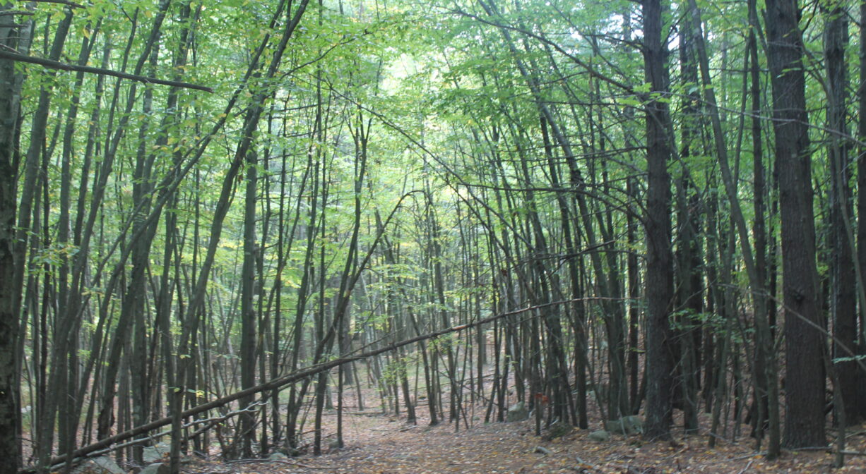 A photograph of a dense forest with green leaves on the trees.