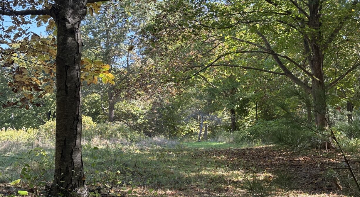 A photograph of a grassy clearing in a forest.