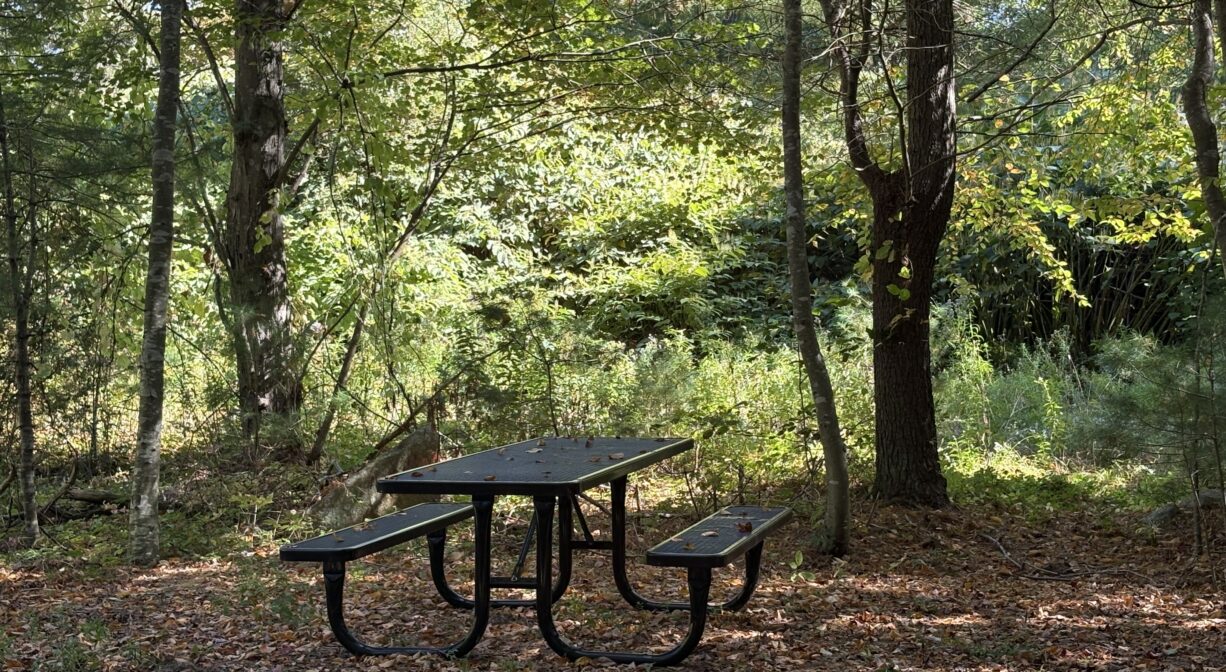 A photograph of a picnic table in a forest.