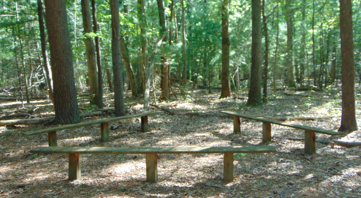 A photograph of three benches in a forest.