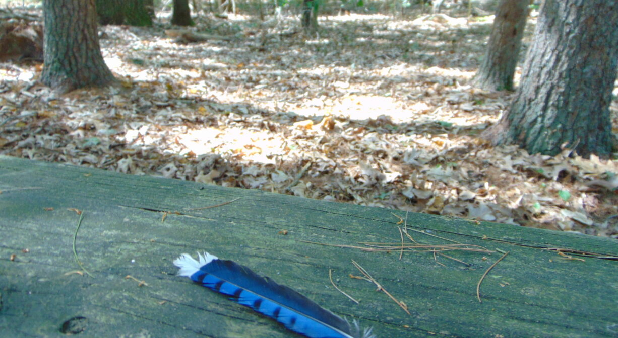 A photograph of a blue, black and white bird feather on a green bench in a forest.