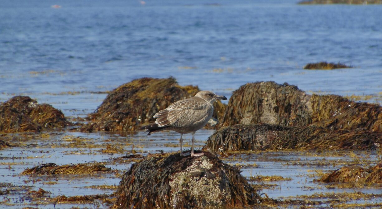 A photograph of a seagull on a rock in a shallow area on the ocean.