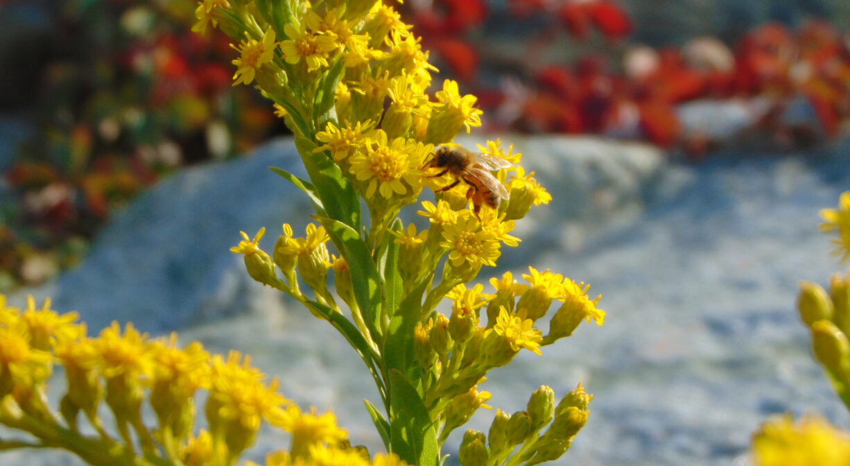 A photograph of goldenrod with an insect.