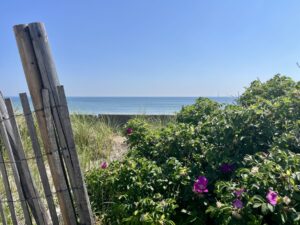 A photograph of beach roses, a dune fence and a sea wall at the edge of the ocean.
