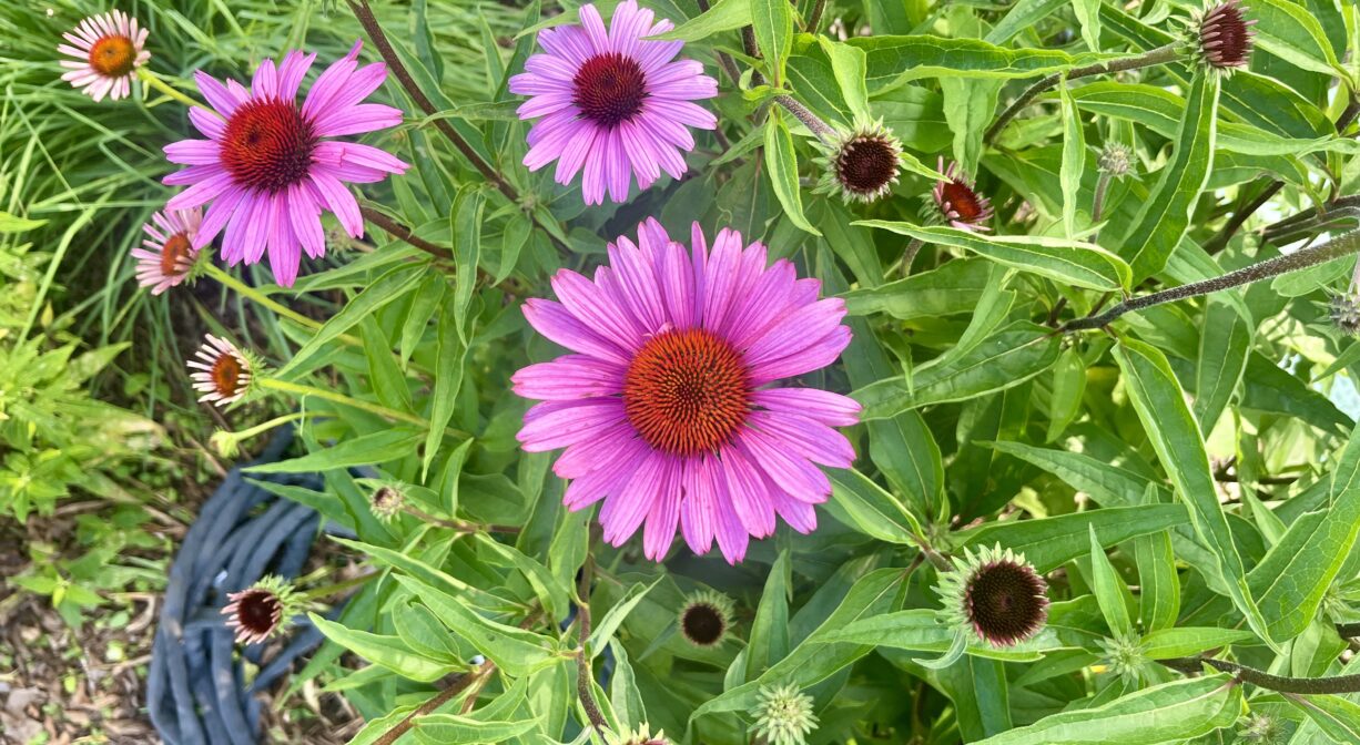 A photograph of pink flowers with green vegetation.