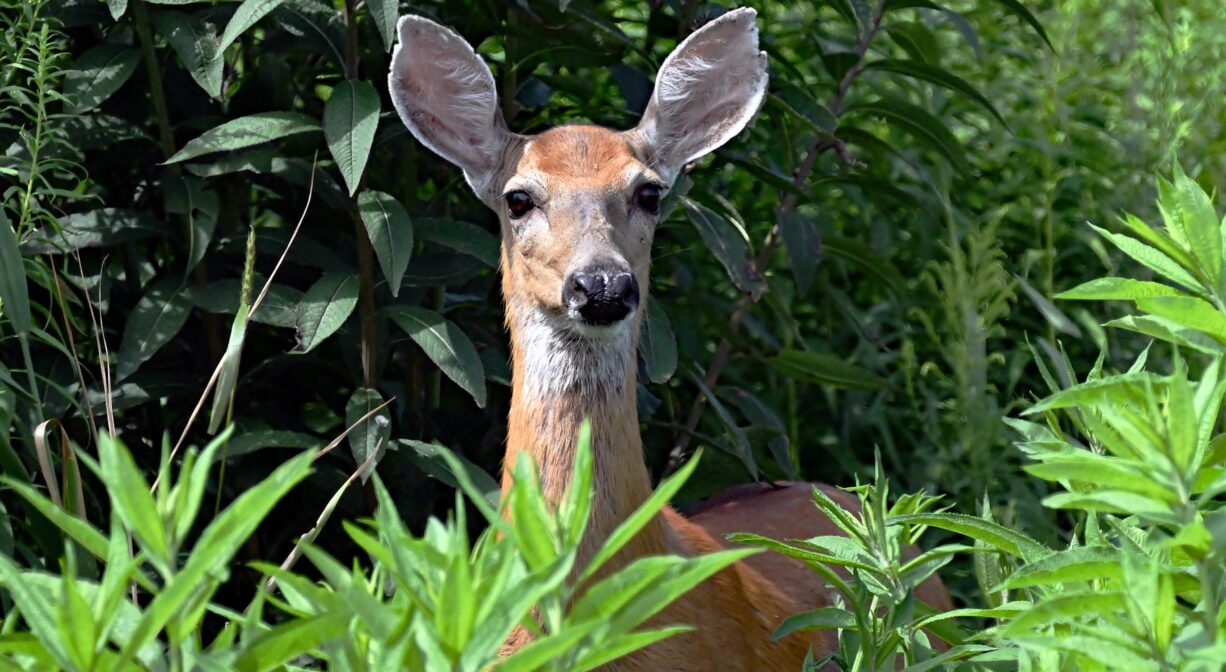A photograph of a deer peeking out from green vegetation.