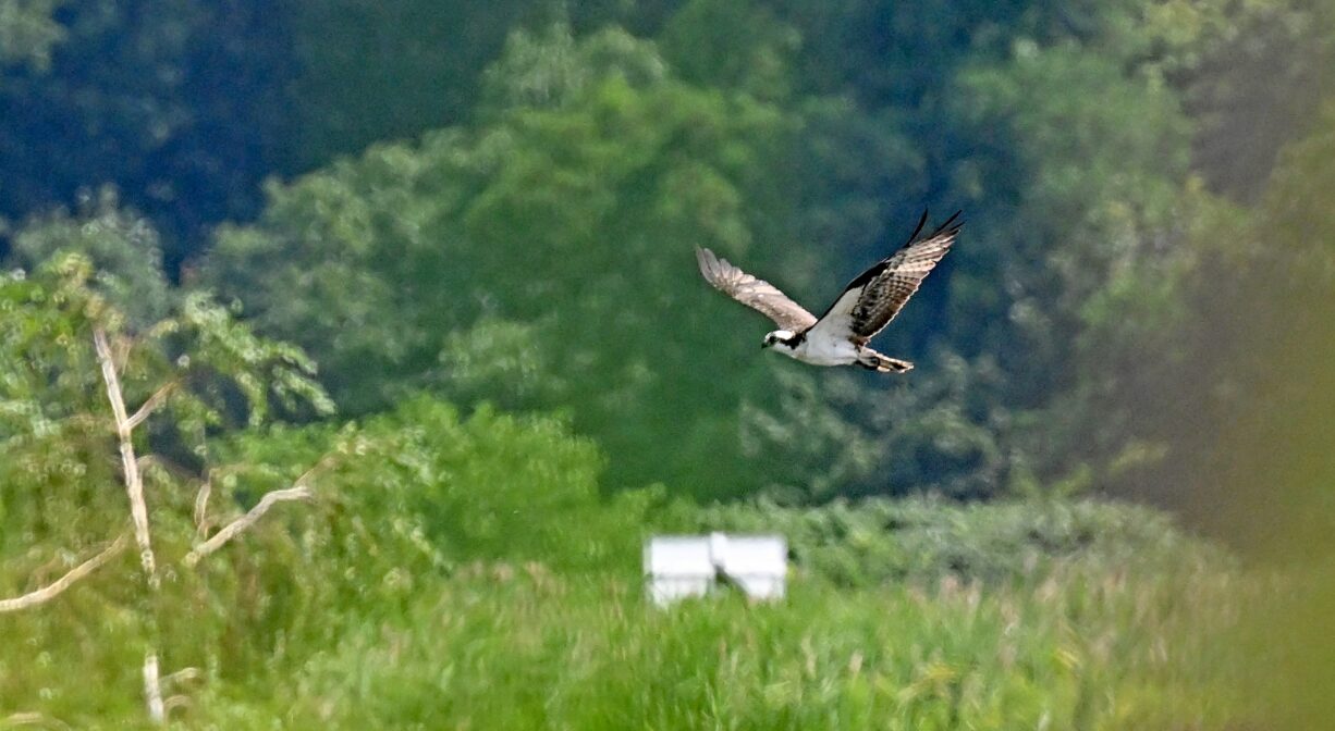 A bird flying over a green field with water in the distance.