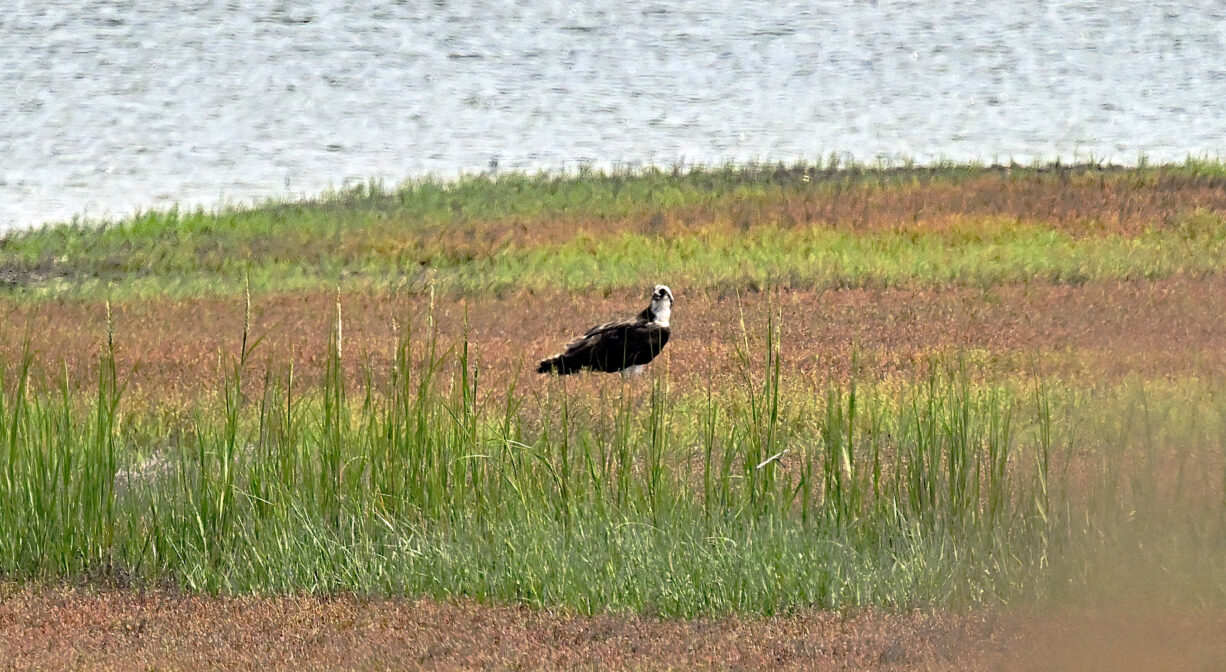 A bird on a wetland by a river.