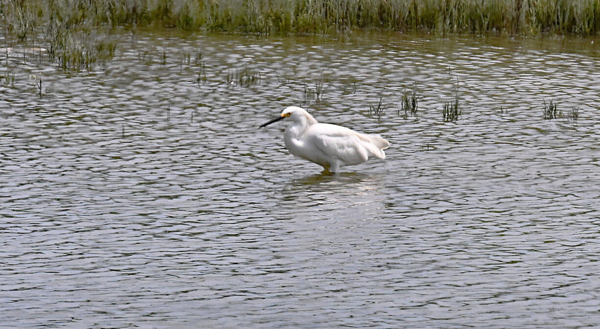 A bird wading in water by a wetland.