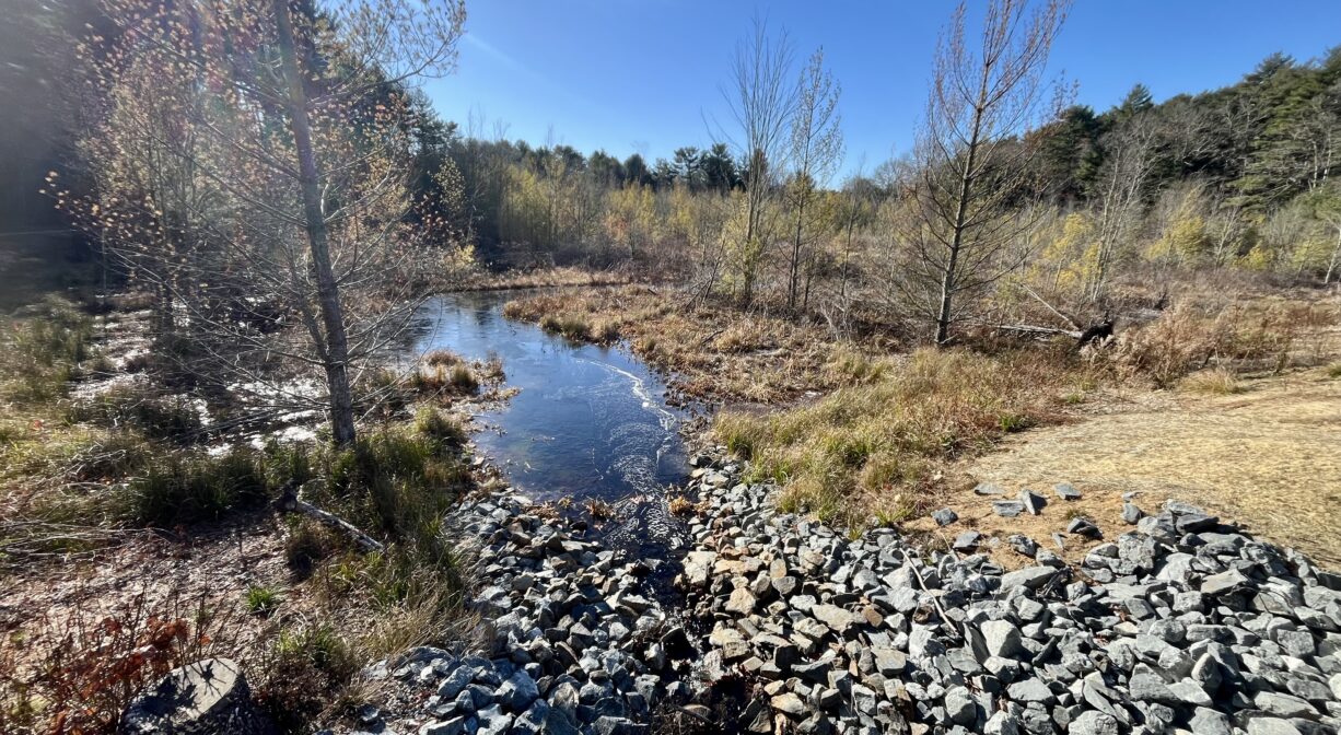 A photograph of a restored stream flowing into a wetland.