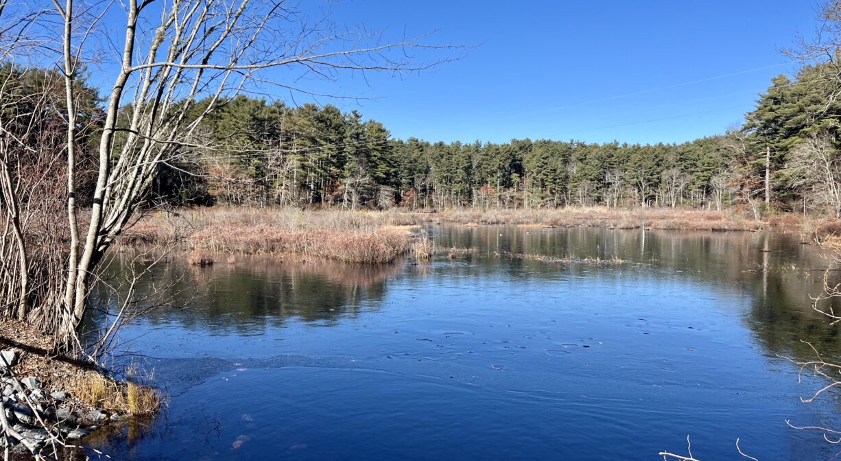 A photograph of a pond surrounded by wetlands.