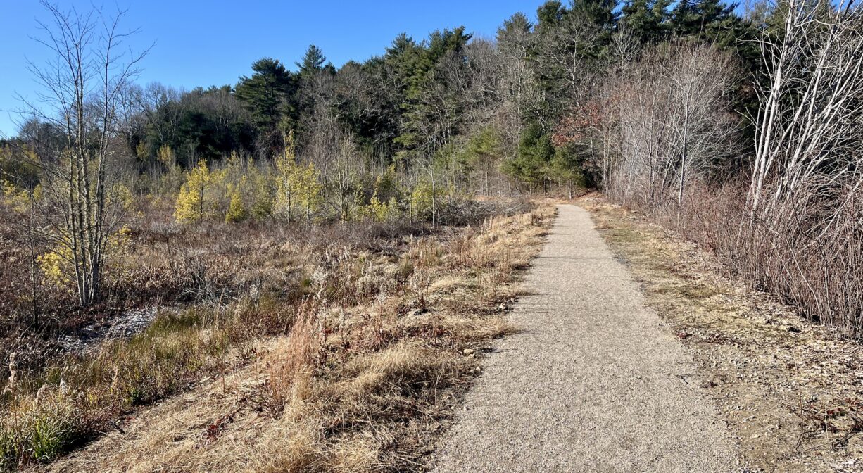 A photograph of a trail beside a wetland.