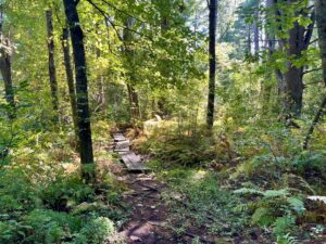 A photograph of a trail, with bog boards, through a green forest.