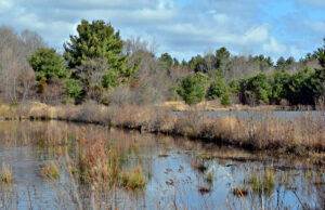 A photograph of a retured cranberry bog.