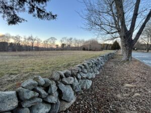 A photograph of an old stone wall through a field, with trees in the background and one tree in the foreground.