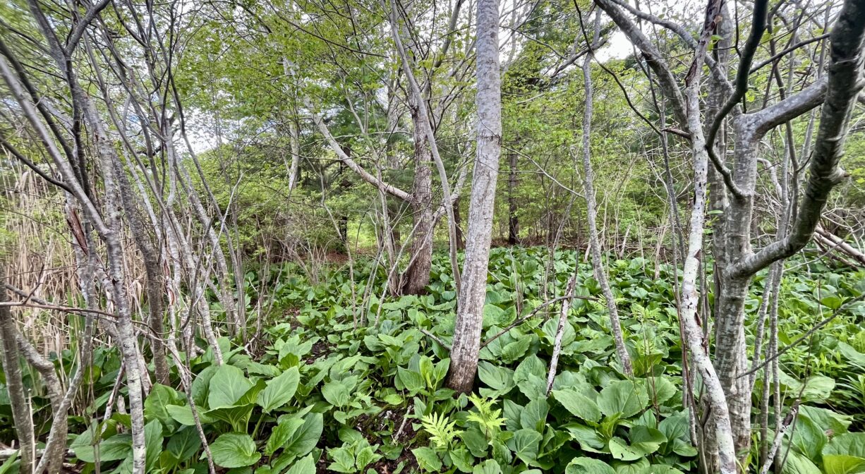 A photograph of a woodland with skunk cabbage growing among young trees.