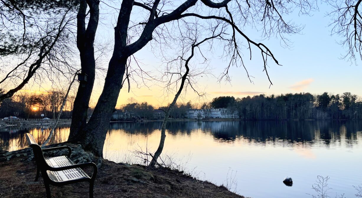 A photograph of a bench beside a pond, under a tree, at sunset.