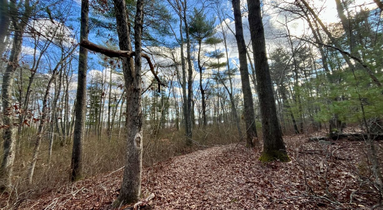 A photograph of a forest trail with a pond in the distance.